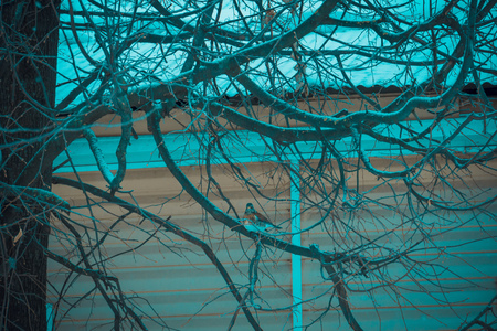 Cute little bird on winter tree searching for food.の写真素材