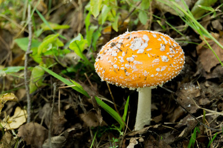 Bright amanita mushroom in the forest, autumn season.