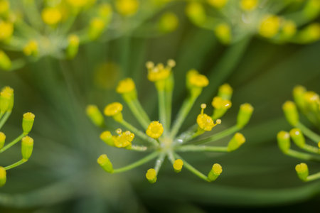 Flower dill spices growing in the garden