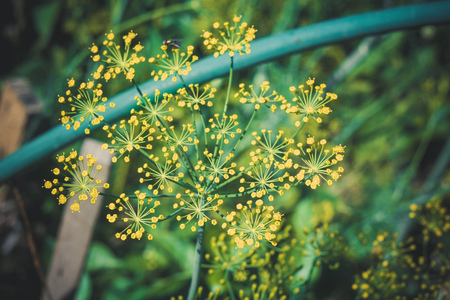 Flower dill spices growing in the garden filtered.の写真素材