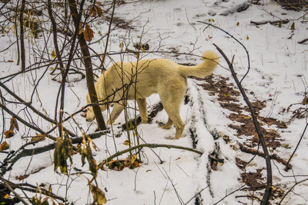 Curious dog walking in the park, winter snowy day.