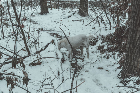 Curious dog walking in the park, winter snowy day.の写真素材