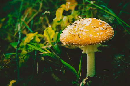 Bright amanita mushroom in the forest, autumn season, filtered background.の写真素材