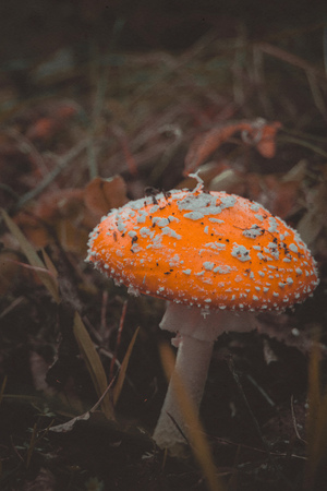 Bright amanita mushroom in the forest, autumn season, filtered background.の写真素材