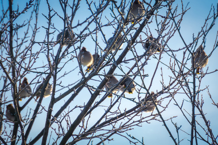 Hungry waxwing birds sitting on frosted tree branches.の写真素材