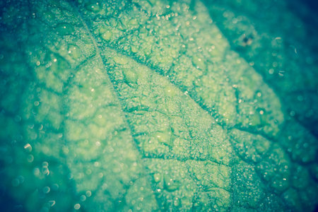 Big green cucumber leaf in drops of water, filtered background.