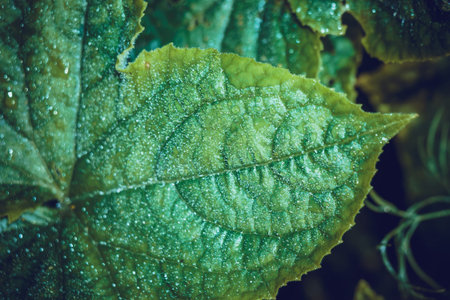 Big green cucumber leaf in drops of water, filtered background.
