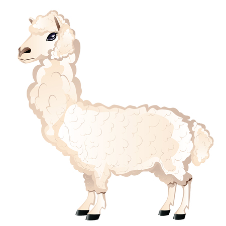 Lama or alpaca cute cartoon animal illustration.のイラスト素材