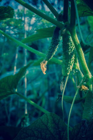 Young little cucumbers ripening on the branches, filtered.の写真素材