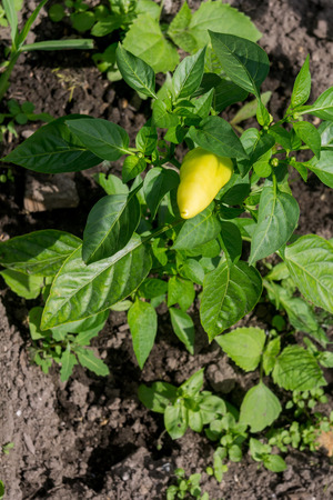 Fresh tasty sweet pepper ripening in the garden.の写真素材