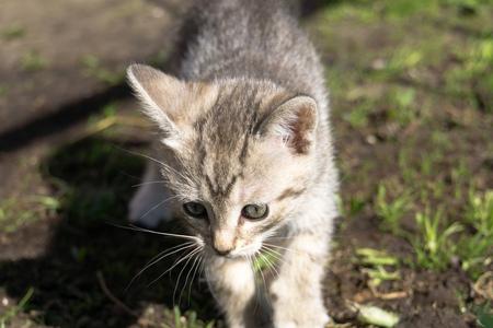 Cute grey striped kitten playing outdoor at the sunny day.の写真素材