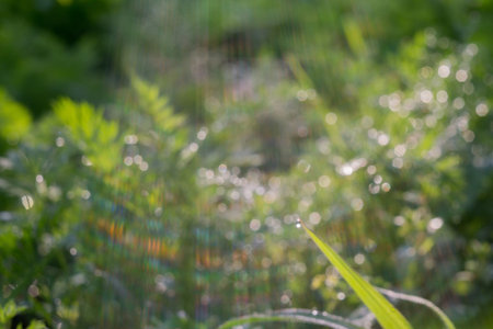 Fresh morning dew on green dill leaves close up.
