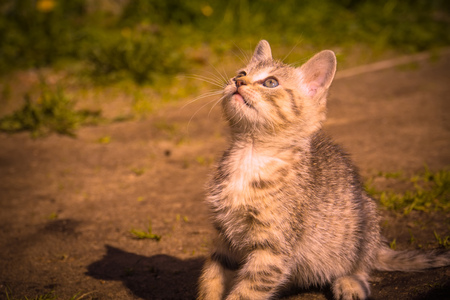 Cute grey striped kitten playing outdoor at the sunny day, vintage.の写真素材