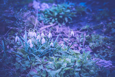 First spring flowers white snowdrops blooming in the garden, vintage background.の写真素材