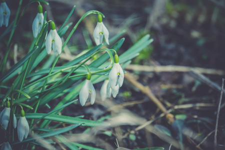 First spring flowers white snowdrops blooming in the garden, vintage background.の写真素材