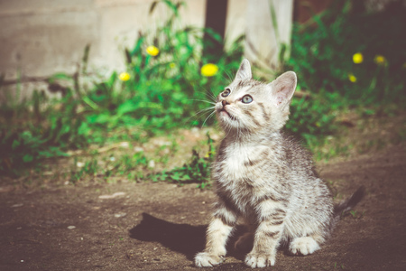 Cute grey striped kitten playing outdoor at the sunny day, vintage.の写真素材