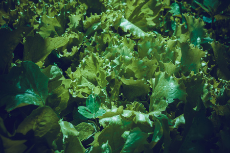 Growing lettuce, fresh green salad leaves in the garden, filtered.の写真素材
