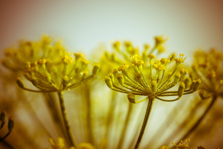 Flower dill spices growing in the garden filtered.の写真素材