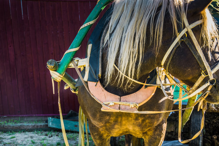 Rural portrait of a horse in harness, sunny summer day.の写真素材