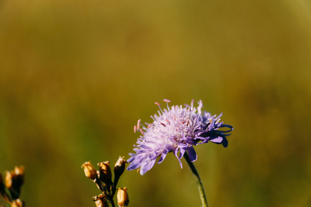 Little wildflower of violet color blooming in the meadow, macro.の写真素材