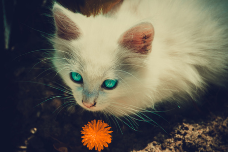 Cute white kitten with blue eyes and yellow dandelion outdoor.の写真素材