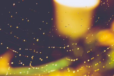 Drops of water on spider web natural filtered background.の写真素材