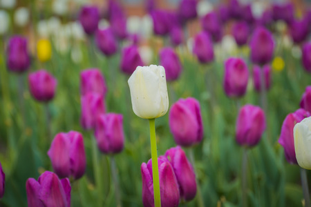 Bright tulips blooming, spring flowers in the flowerbed, city streets decoration.の写真素材