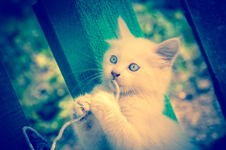 Cute white kitten with blue eyes plays with old cord outdoor.の写真素材
