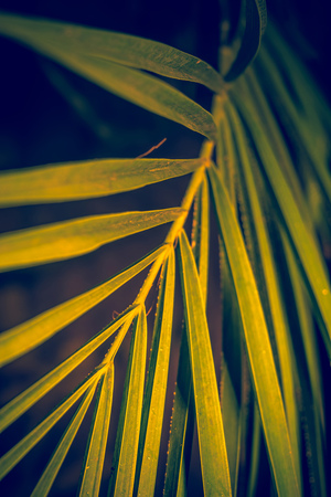 Close up of palm tree leaf as abstract background.の写真素材