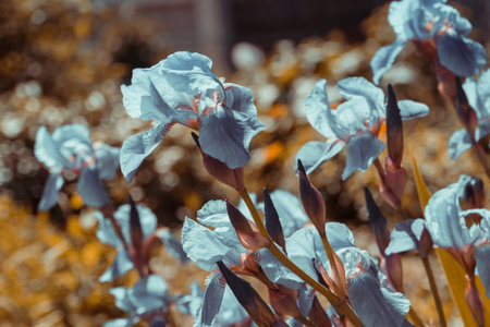 Blooming purple iris flowers, sunny spring day, filtered background.