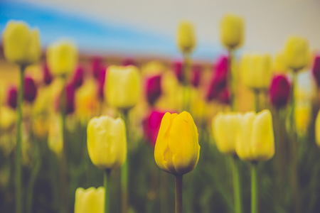 Bright tulips blooming, spring flowers in the flowerbed, city streets decoration, filtered.の写真素材