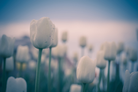 Bright tulips blooming, spring flowers in the flowerbed, city streets decoration, filtered.の写真素材