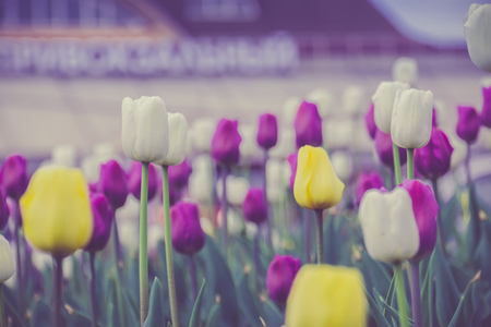Bright tulips blooming, spring flowers in the flowerbed, city streets decoration, filtered.の写真素材