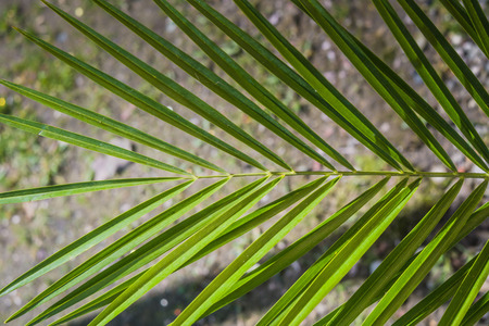 Close up of palm tree leaf as abstract background.の写真素材