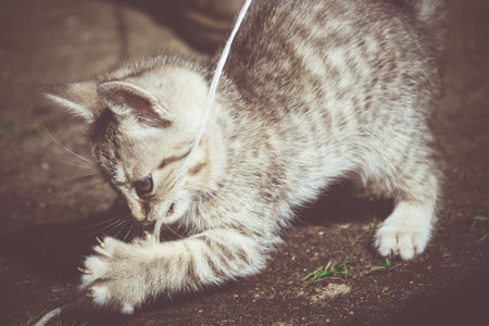 Cute grey striped kitten playing outdoor at the sunny day, vintage.の写真素材