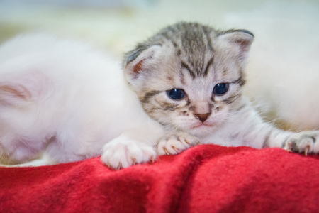 Funny little grey striped kitten close up portrait.の写真素材
