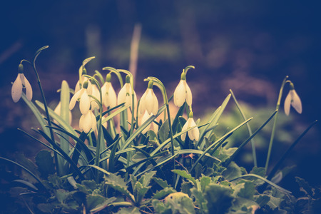 First spring flowers white snowdrops blooming in the garden, vintage background.の写真素材