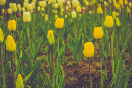 Bright tulips blooming, spring flowers in the flowerbed, city streets decoration, filtered.の写真素材