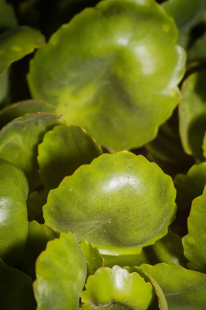 Houseplant, succulent kalanchoe green leaves, close up background.