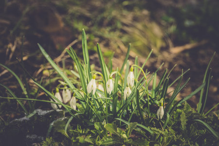 First spring flowers white snowdrops blooming in the garden, vintage background.