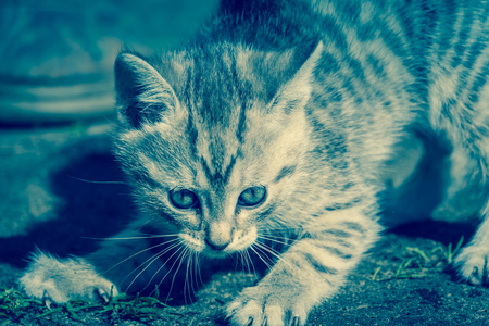 Cute grey striped kitten playing outdoor at the sunny day, vintage.の写真素材