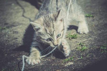 Cute grey striped kitten playing outdoor at the sunny day, vintage.の写真素材