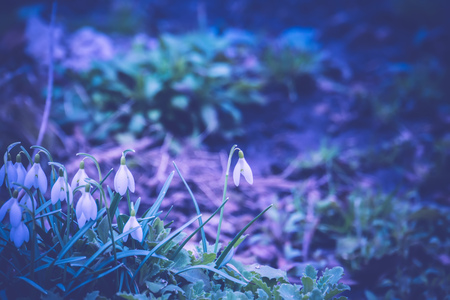 First spring flowers white snowdrops blooming in the garden, vintage background.の写真素材