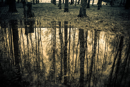 Reflection of trees in the puddle, spring city park filtered.