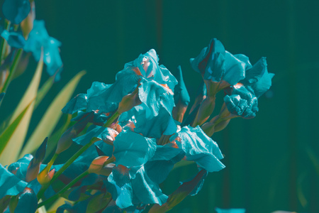 Blooming purple iris flowers, sunny spring day, filtered background.の写真素材