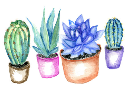 Hand drawn watercolor cactus, succulent plant illustration.の写真素材