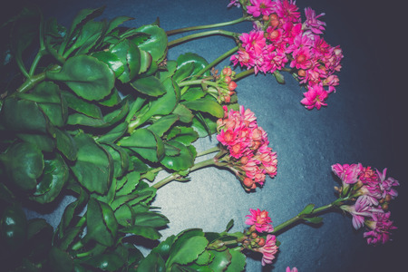 Houseplant, succulent kalanchoe pink blossom, close up background.の写真素材
