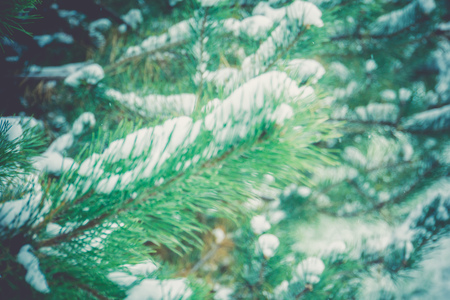 Bright green fir tree branches covered with fresh snow, filtered.の写真素材
