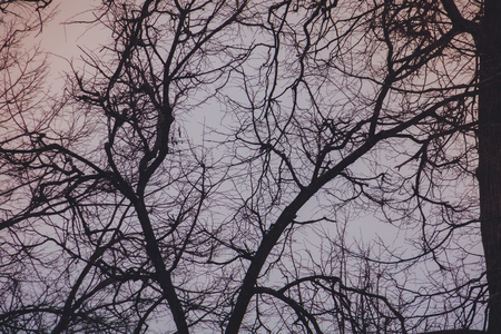 Crooked dark branches of winter trees without leaves in the city park, filtered.の写真素材