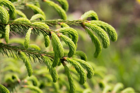 Close up photo of spruce tree branches in spring time, natural background.の写真素材